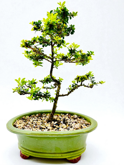 10 Inch Japanese Dwarf Holly Bonsai Tree - Green Oval Pot