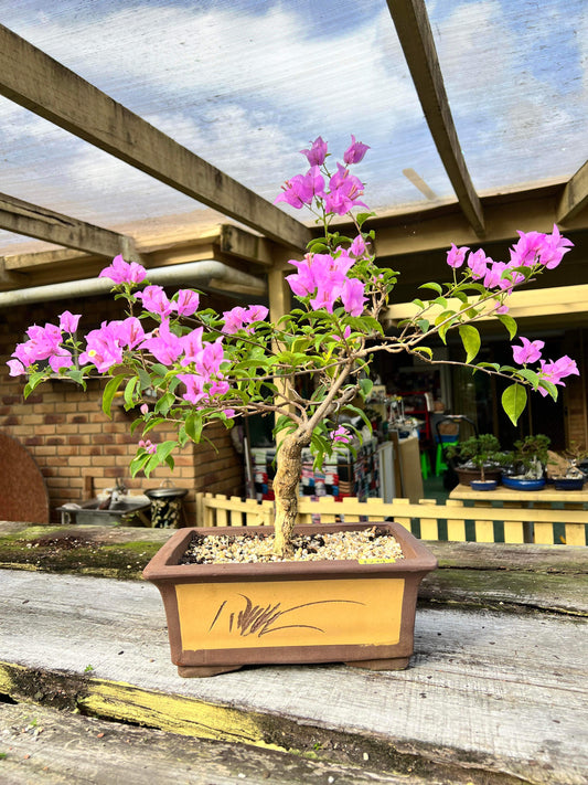 Purple Bougainvillea 10 Years Old 60cm Tall - Bonsai Gifts Nursery