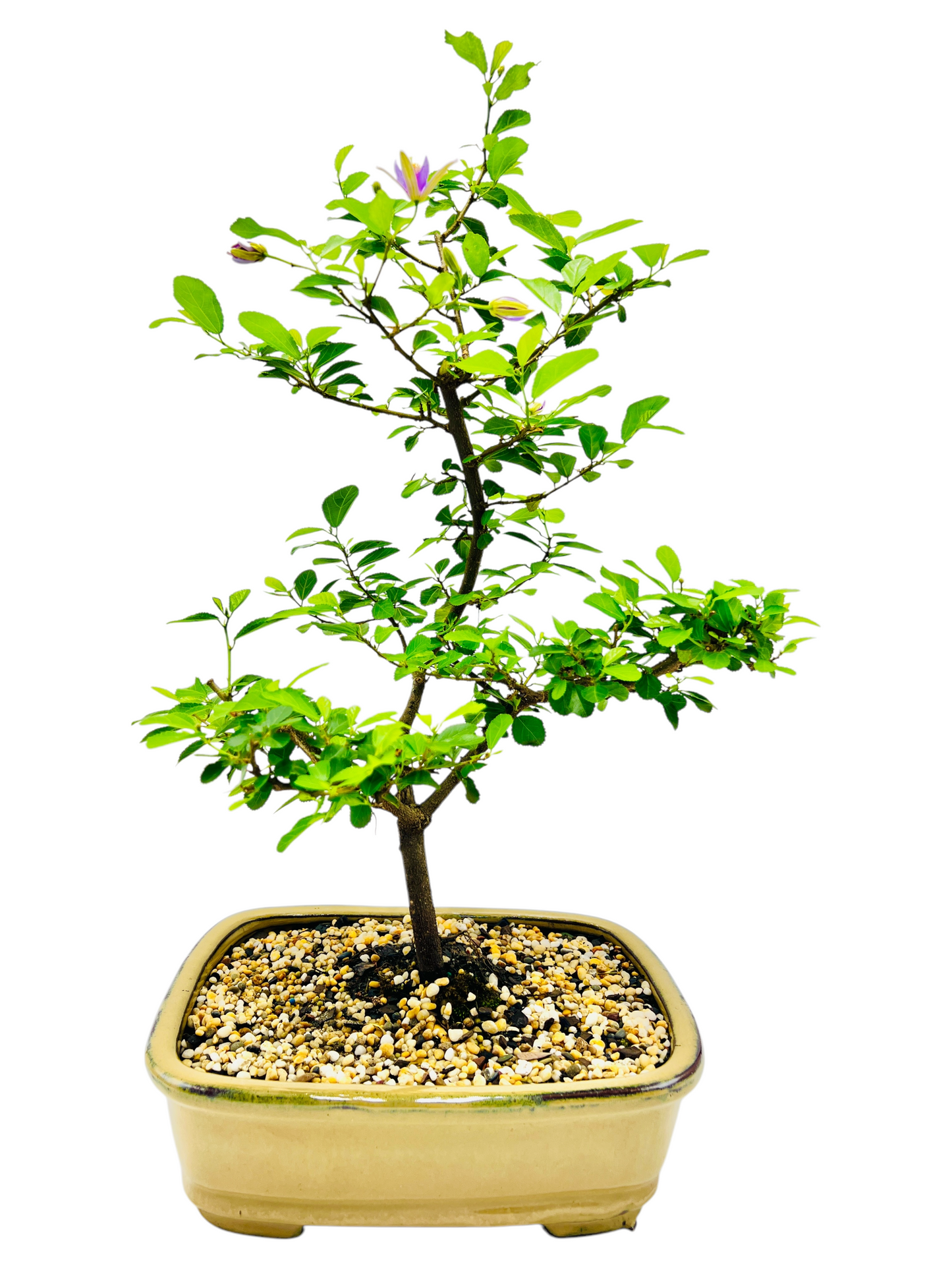 10 Inch Lavender Star Bonsai Tree