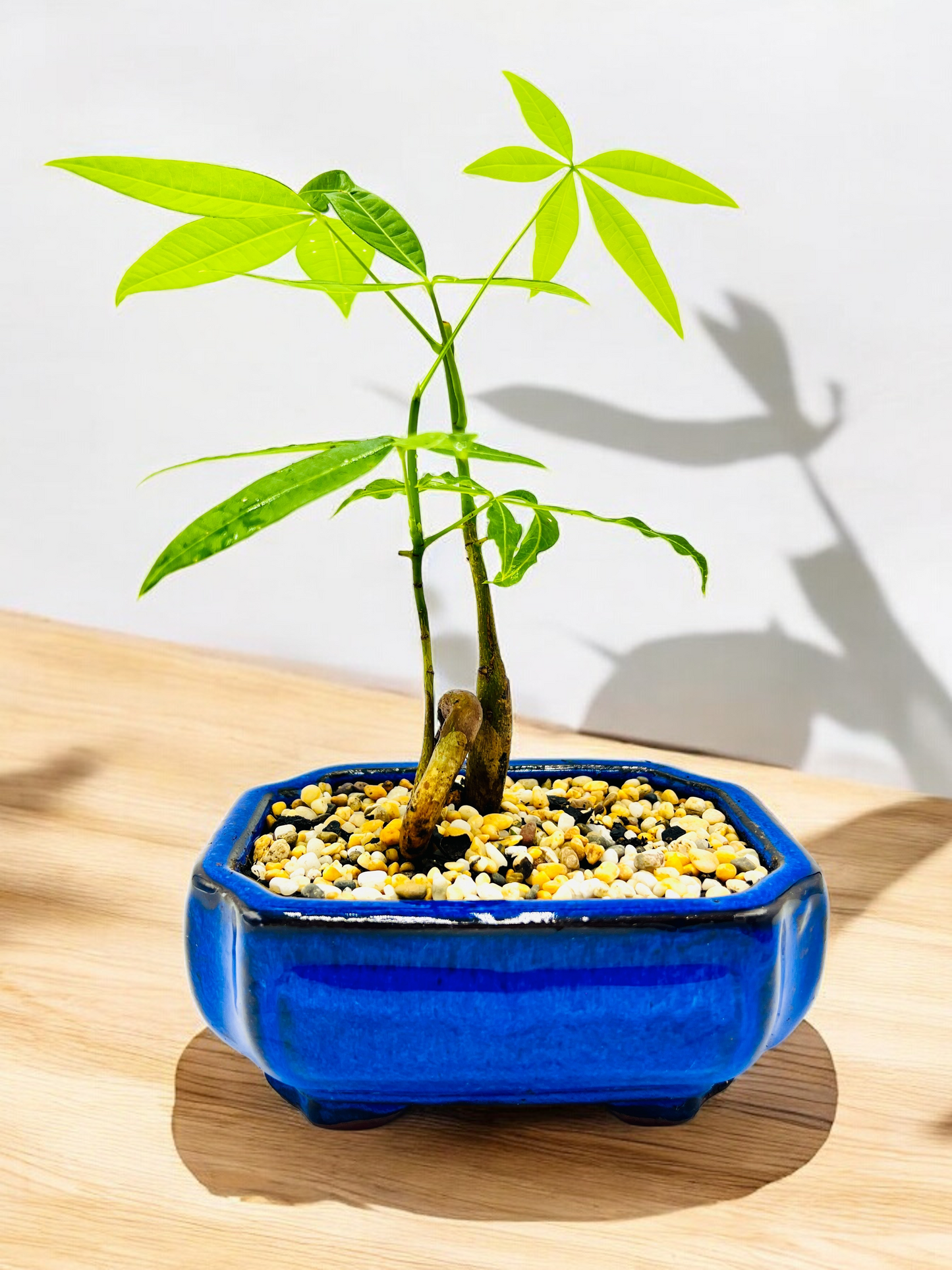 5 Leaves Twin Trunk Indoor Guiana Chestnut “Pachira Aquatica” Bonsai Tree 6 Inch 发财树