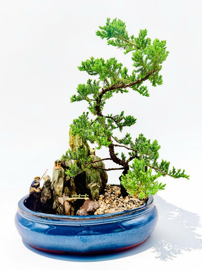 14" Juniper With Rock Feature Bonsai Tree