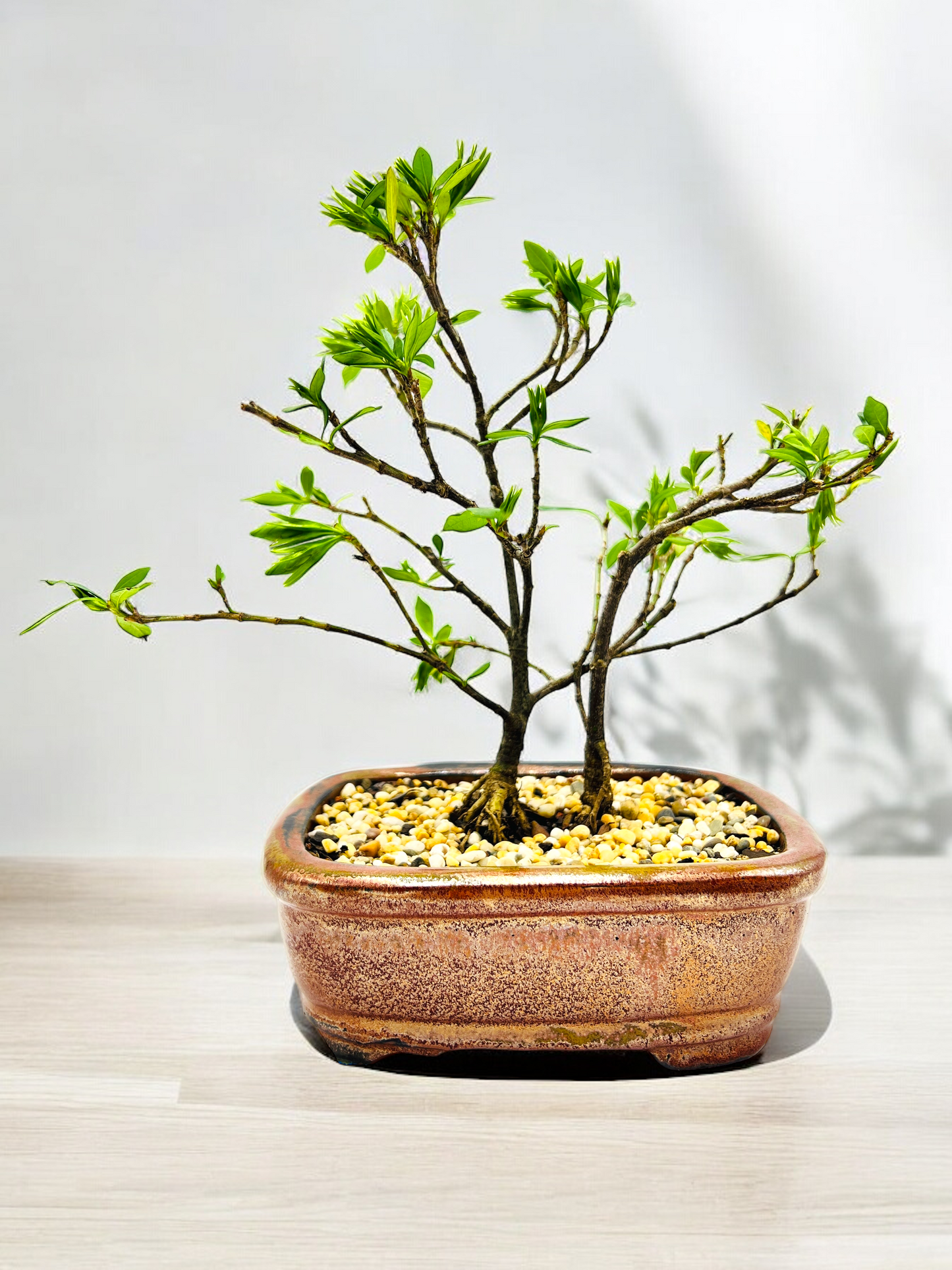 8 Inch Twin Trunk Gardenia Radicans Bonsai Tree