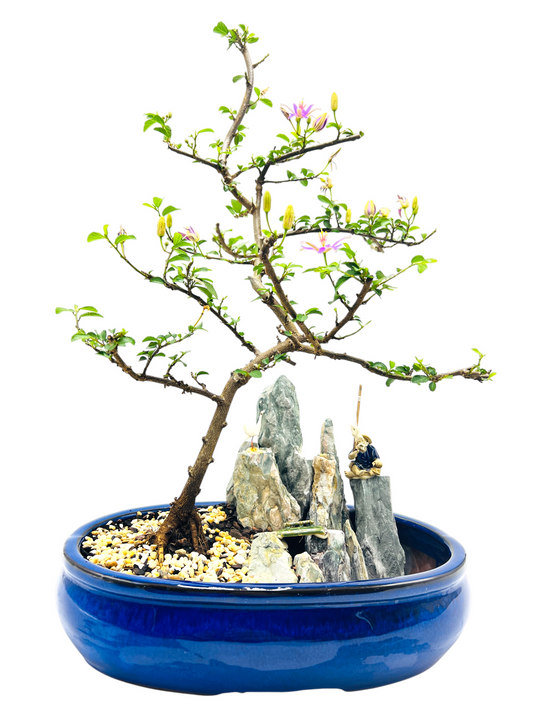 12 Inch Lavender Star Rock Feature Bonsai Tree