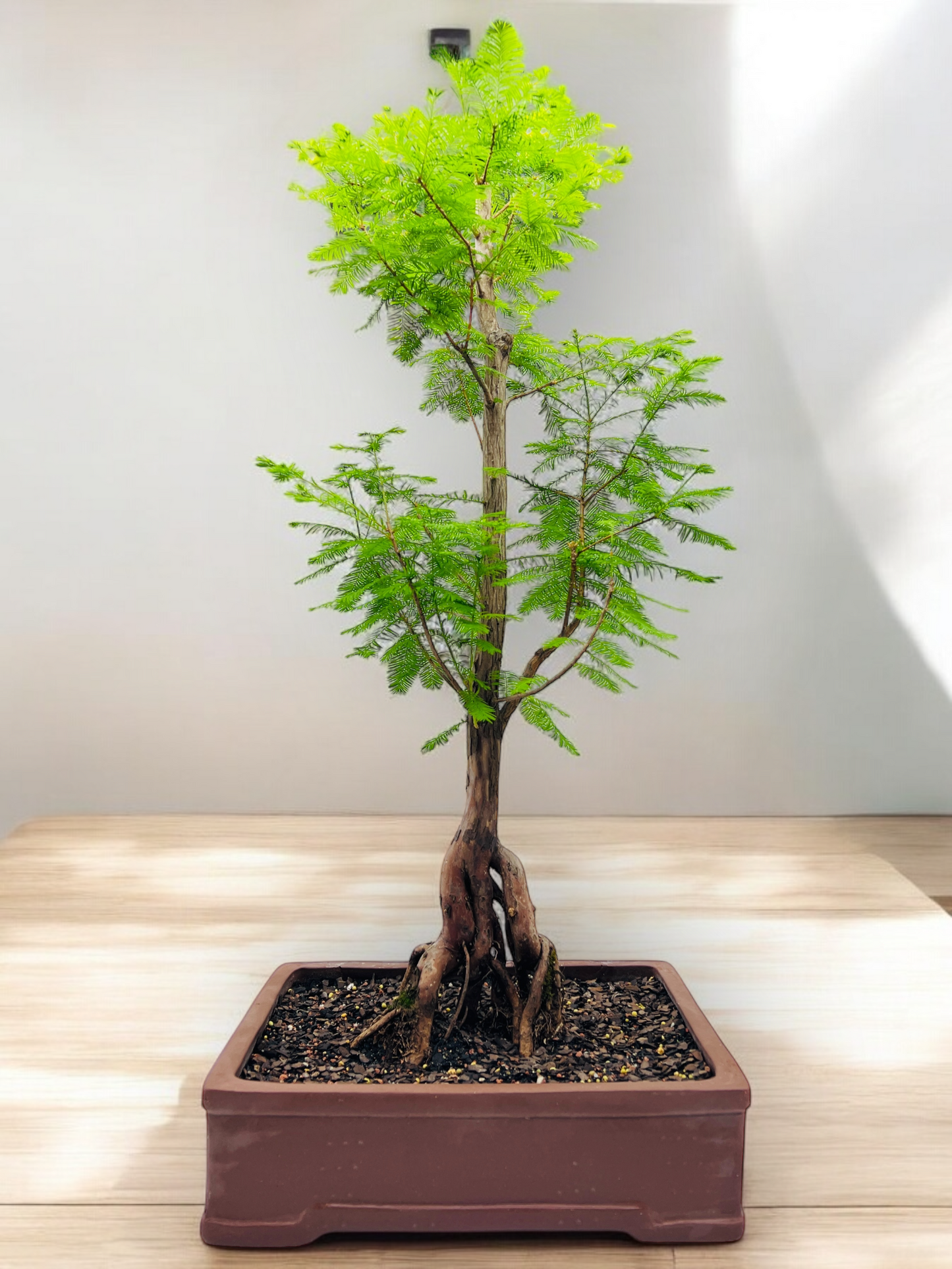 Swamp Cypress Bonsai