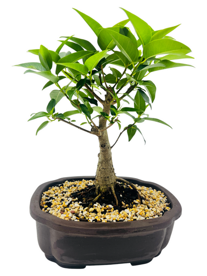 8 Inch Small Leaf Fig Bonsai Tree