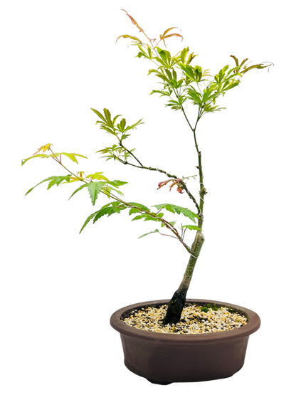 Japanese Maple 12 Inch