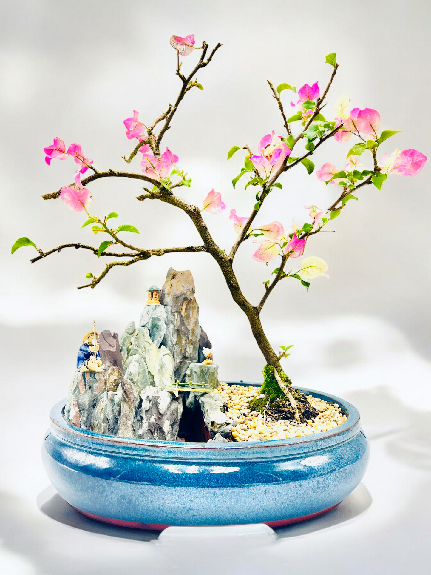 14 Inch White/Pink Flowering Bougainvillea Rock Feature Bonsai Tree