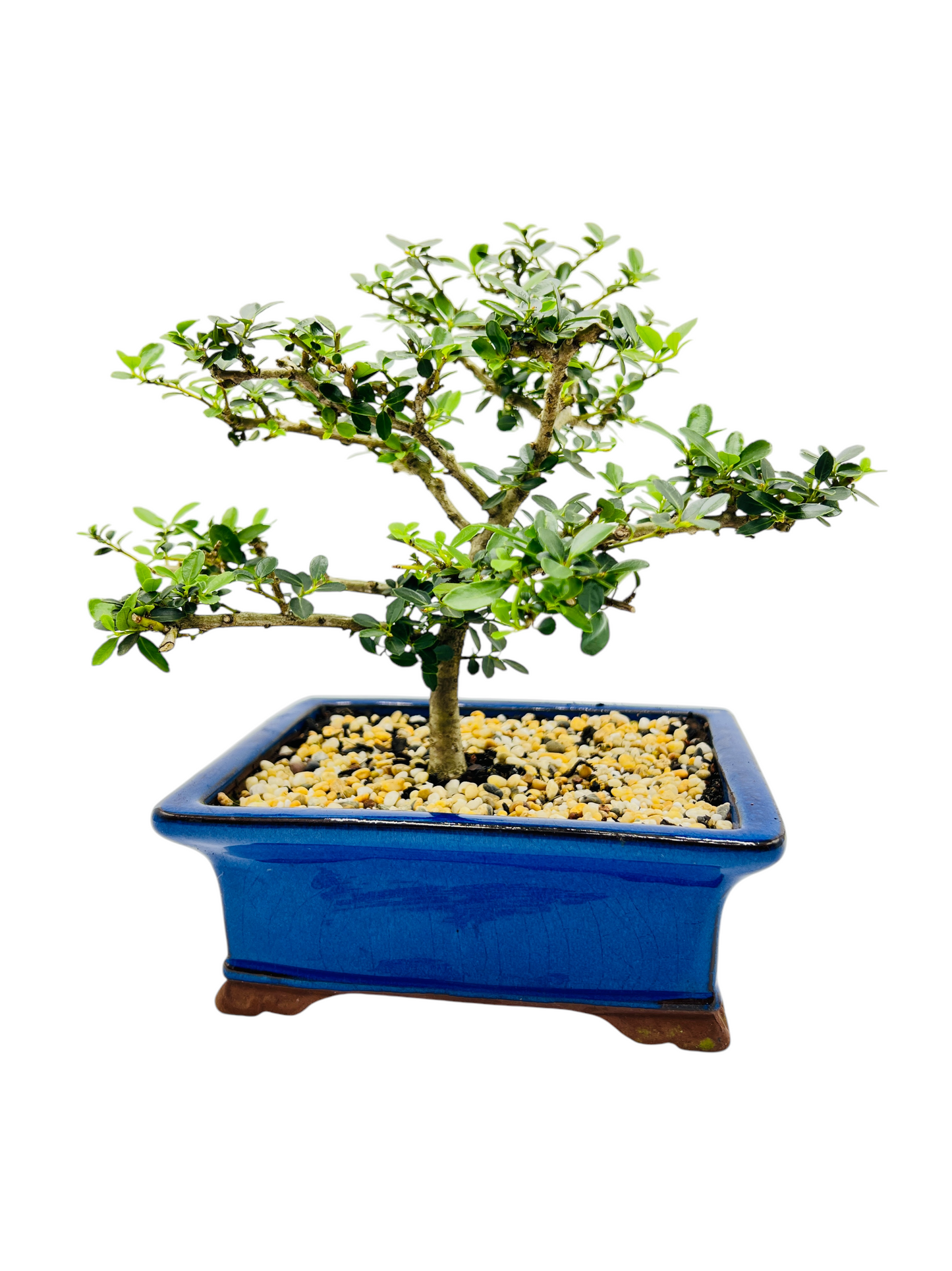 Japanese Dwarf Holly Bonsai Tree 8 Inch