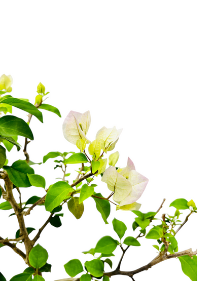 10” White/Pink Flowering Bougainvillea Bonsai Tree