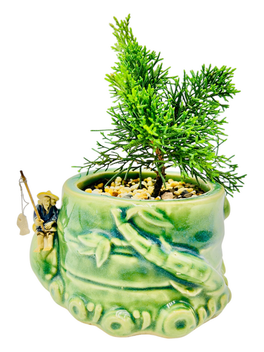 5” Japanese Shimpaku Juniper Bamboo Pot With Fisherman Bonsai Tree