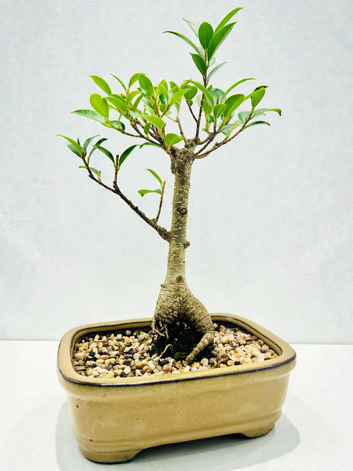 8 Inch Tiger Bark Fig Bonsai Tree - Yellow Rectangular Pot