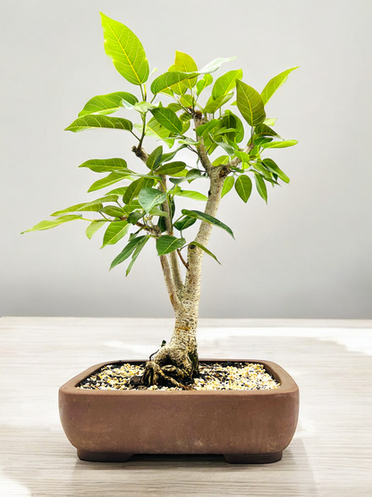 White Fig Bonsai Tree 12 Years Old 70cm Tall