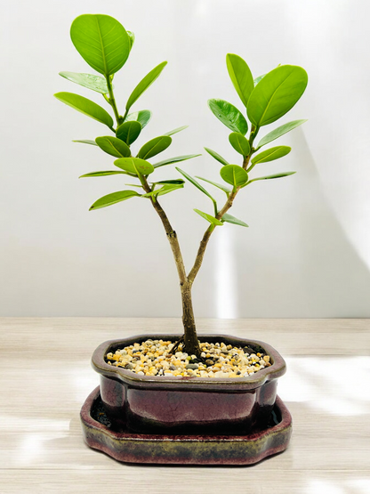 Green Island Fig Bonsai Tree 6 Inch