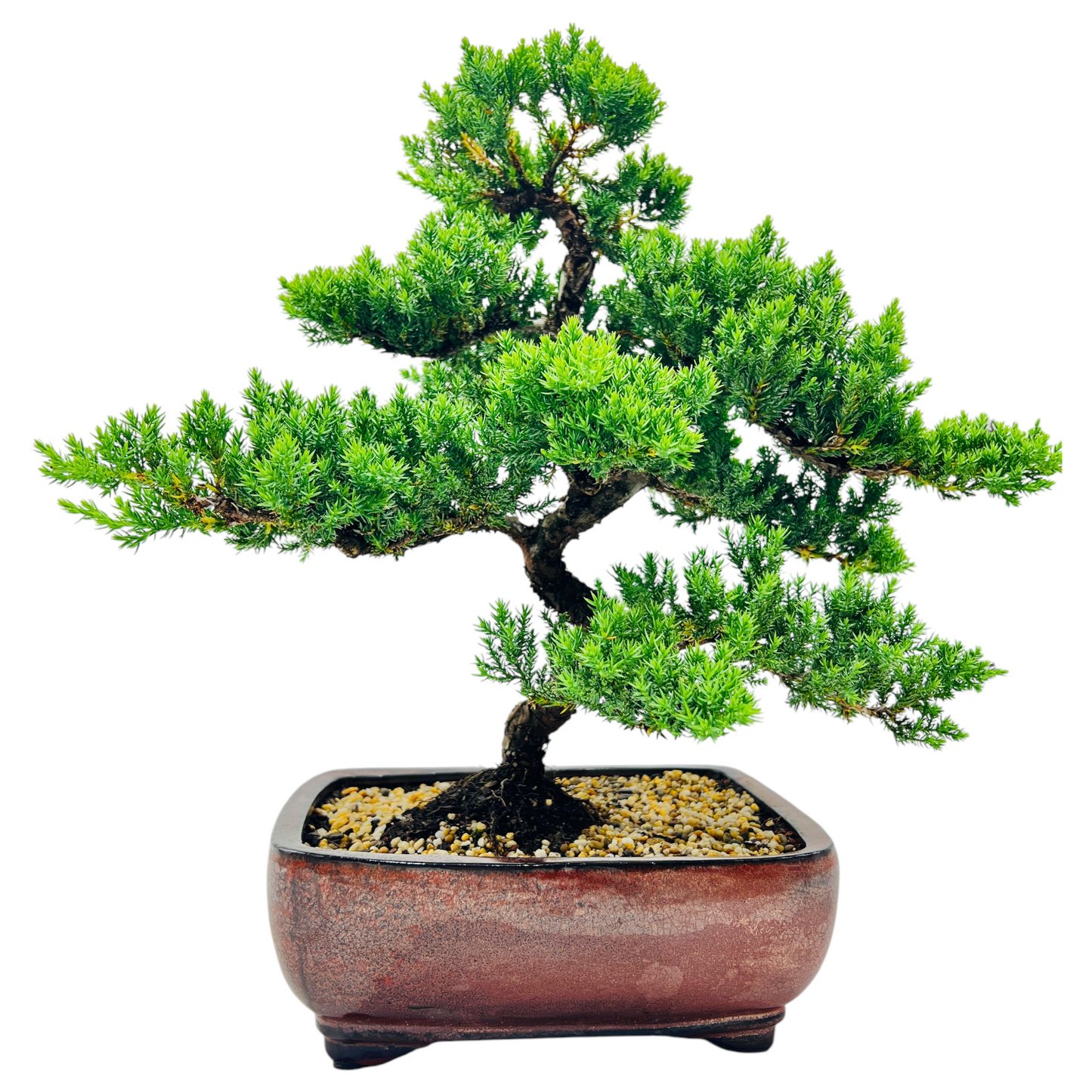 Advanced Twisted Trunk Juniper Squamata Bonsai Tree