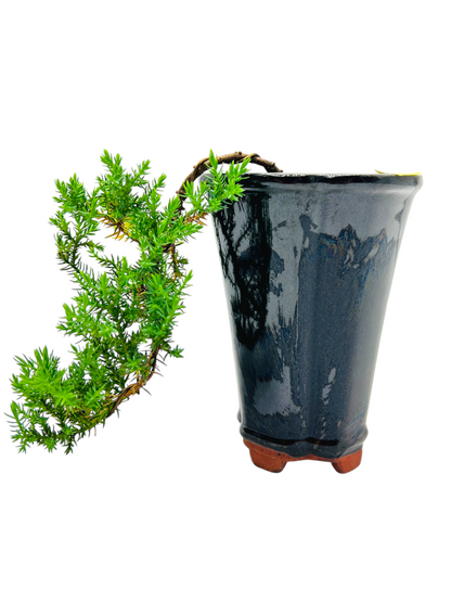 Cascade Juniper Bonsai Tree 4 Inch