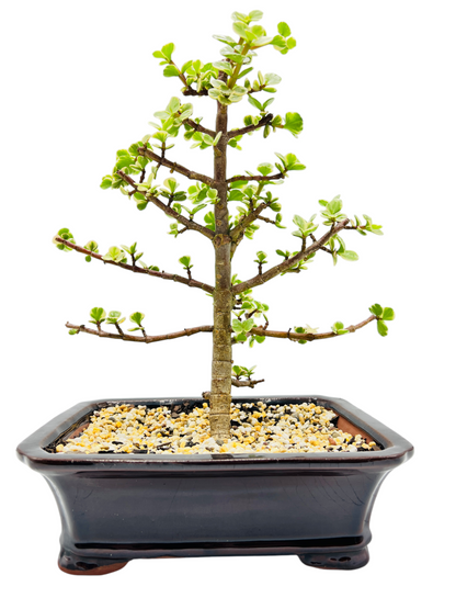 10 Inch Variegated Jade Bonsai Tree