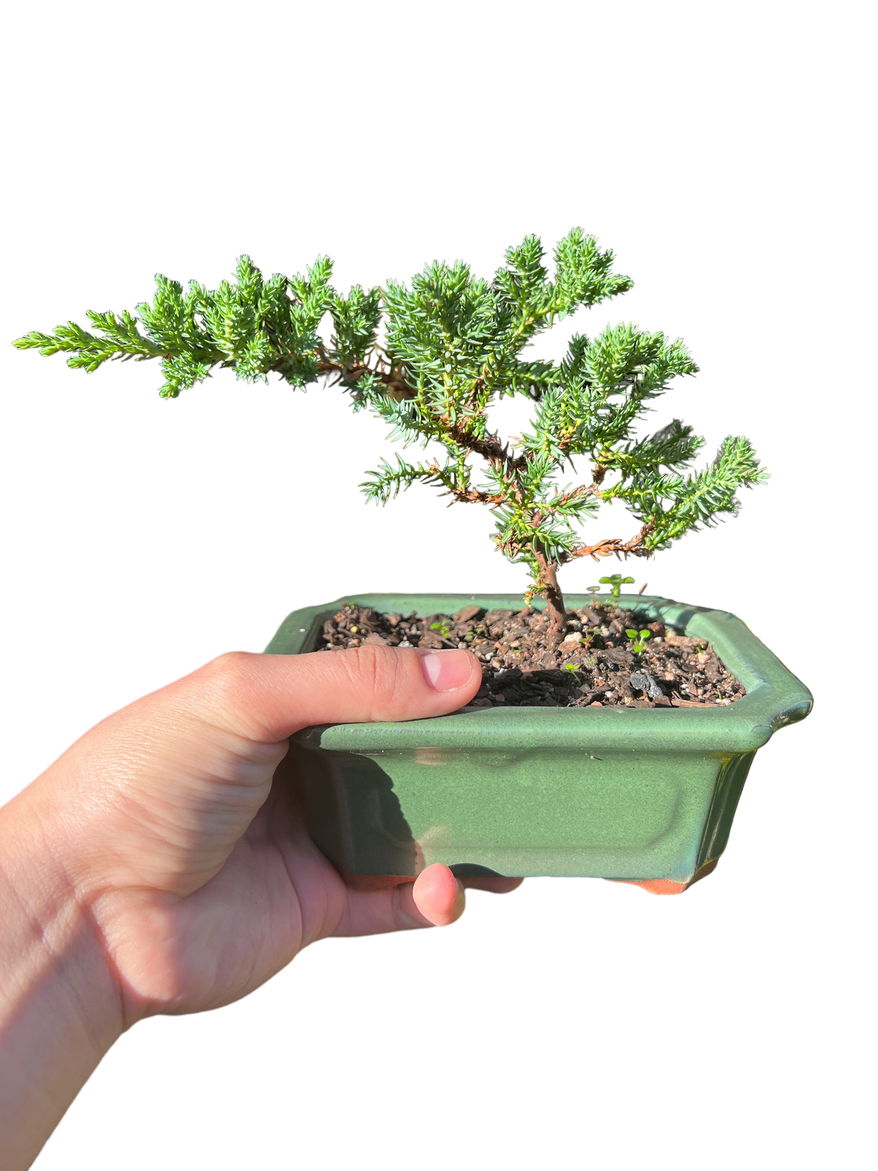 6” Juniper Bonsai Tree - Bonsai Gifts Nursery