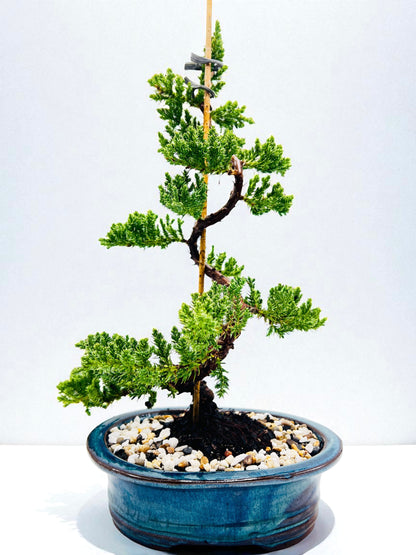 8 Inch Juniper Squamata Bonsai Tree - Teal Oval Pot