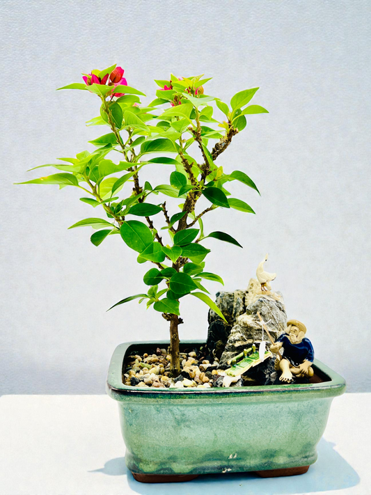 Rock Feature Pink Pixie Bougainvillea 7 Inch