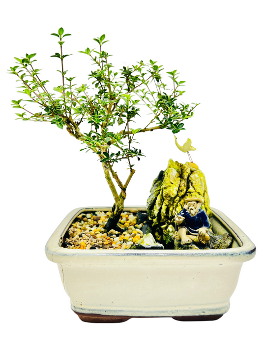 7 Inch Serissa Bonsai Tree With Rock Feature