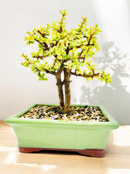 10 Inch Twin Trunk Variegated Jade Bonsai Tree