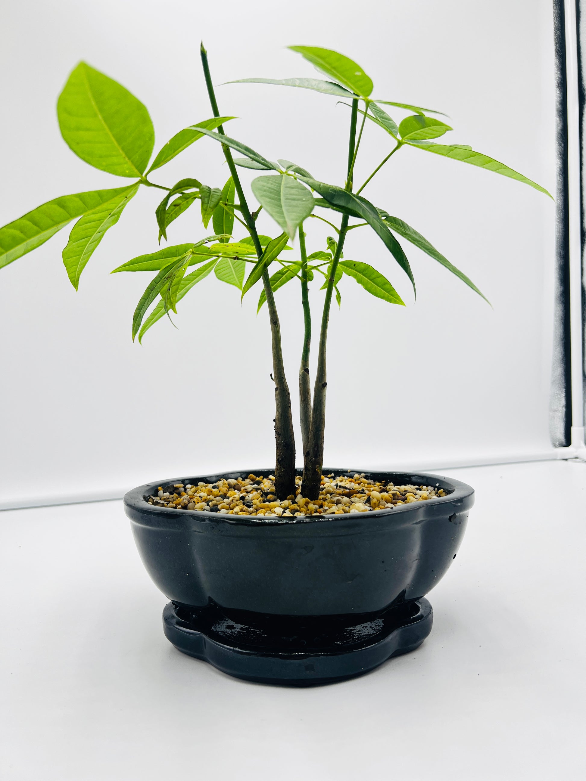 bonsai tree with 5 leaves 5 Leaves Triple Trunk Indoor Guiana Chestnut “Pachira Aquatica” Bonsai – Bonsai Gifts Nursery