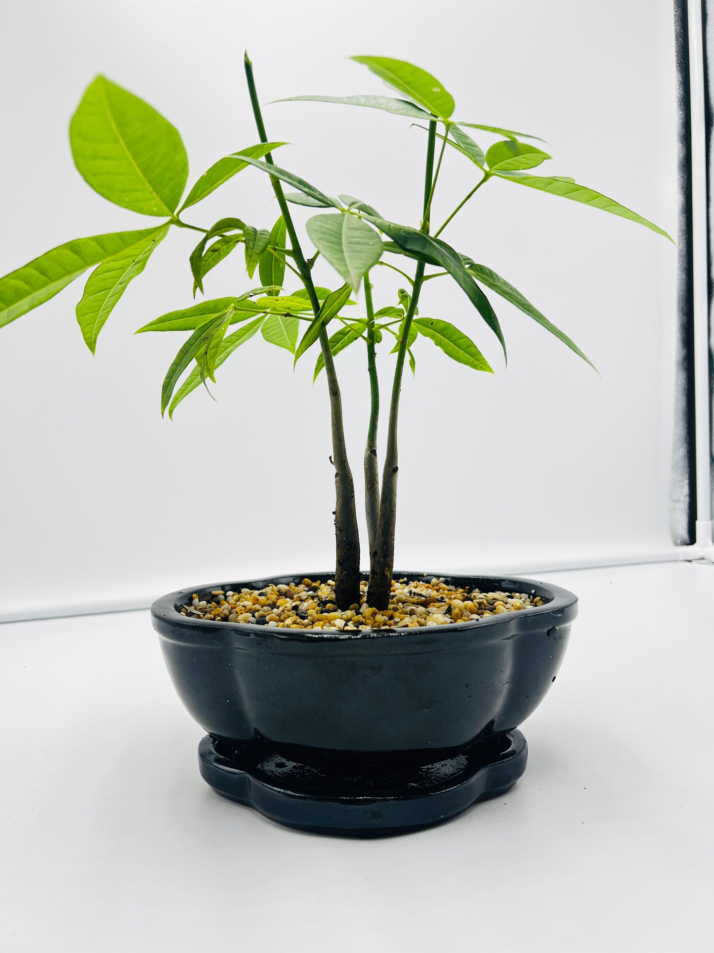 5 Leaves Triple Trunk Indoor Guiana Chestnut “Pachira Aquatica” Bonsai Tree With Bonsai Stand 8 Inch 发财