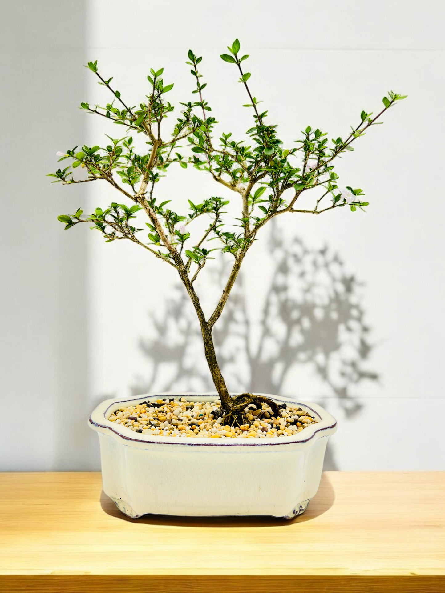 7 Inch Pink Flowering Serissa Bonsai Tree