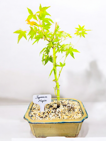 Japanese Maple Bonsai Tree 8 Inch