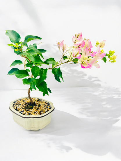 8” White Hybrid Pink Bougainvillea 3 Years Old 35cm Tall