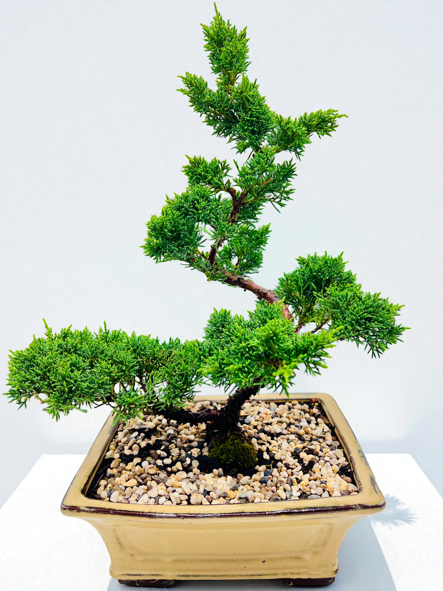 2013 Twisted Trunk Japanese Shimpaku Juniper Bonsai Tree