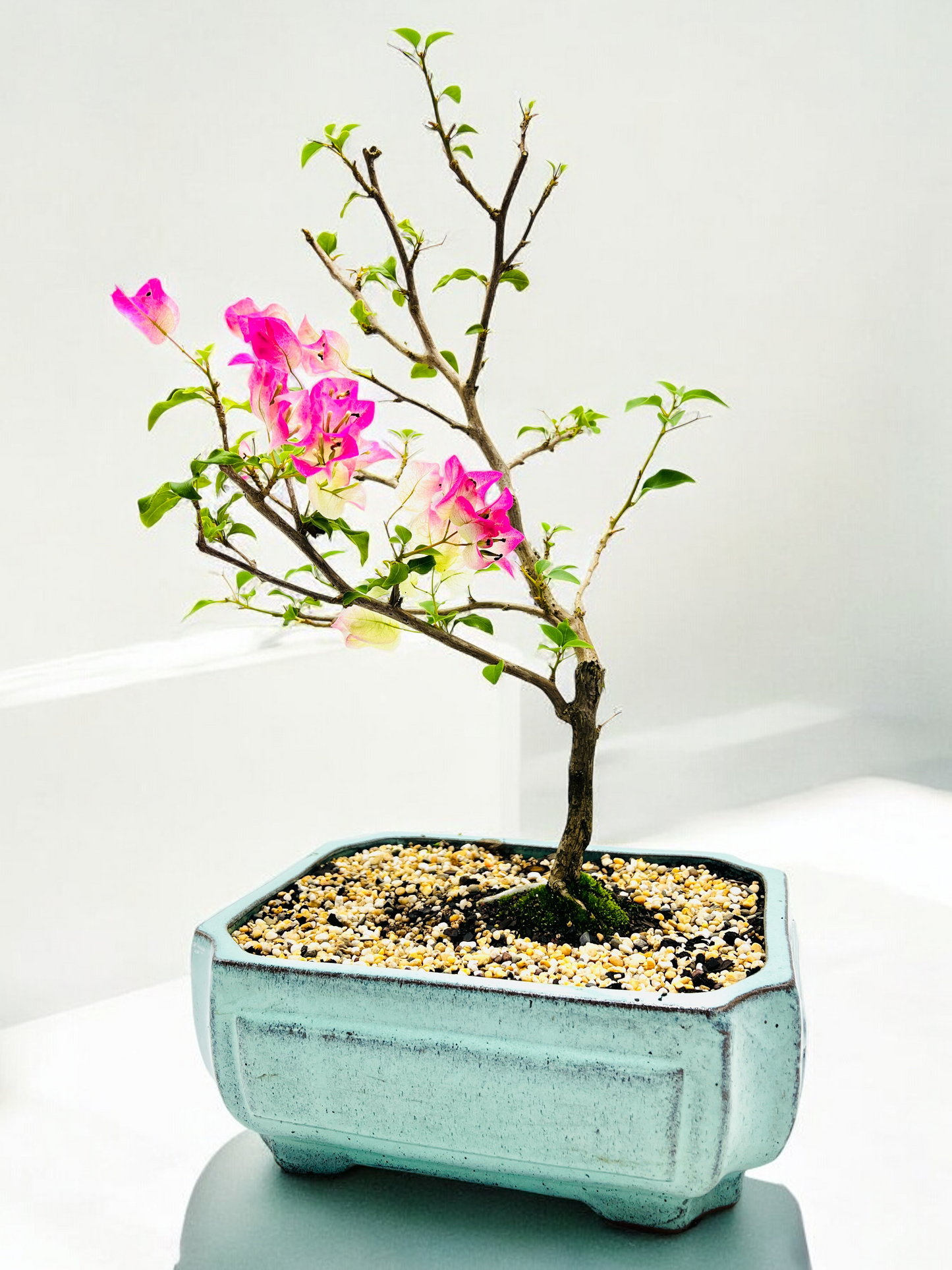 12” White/Pink Flowering Bougainvillea Bonsai Tree - Windswept Style