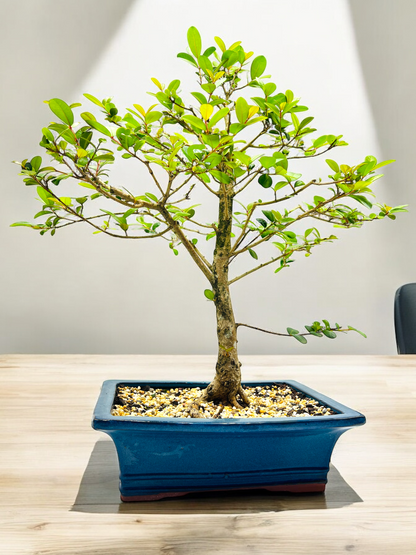 12” Lilly Pilly Bonsai Tree 11 Years Old 60cm Tall