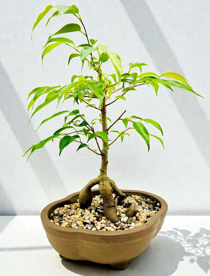 buddha tree bonsai 8 Inch Weeping Fig Buddha Belly Bonsai Tree – Bonsai Gifts Nursery