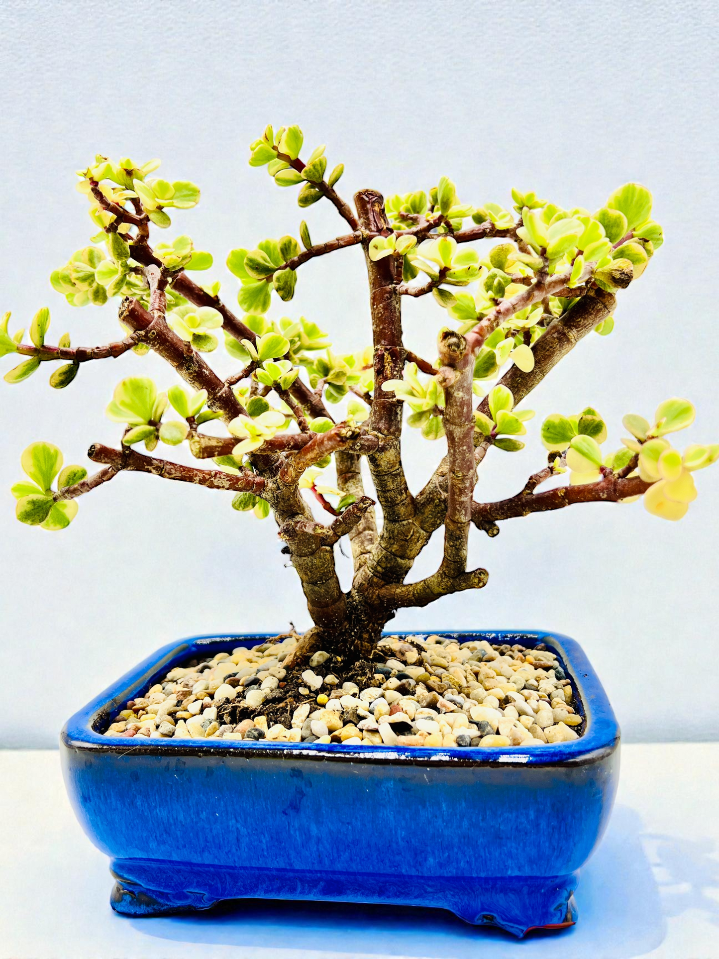 8 Inch Variegated Jade Bonsai Tree