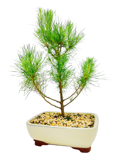 8 Inch Radiata Pine Bonsai Tree