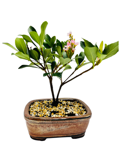 Hawthorn “Cherry Blossom” Bonsai Tree 8 Inch