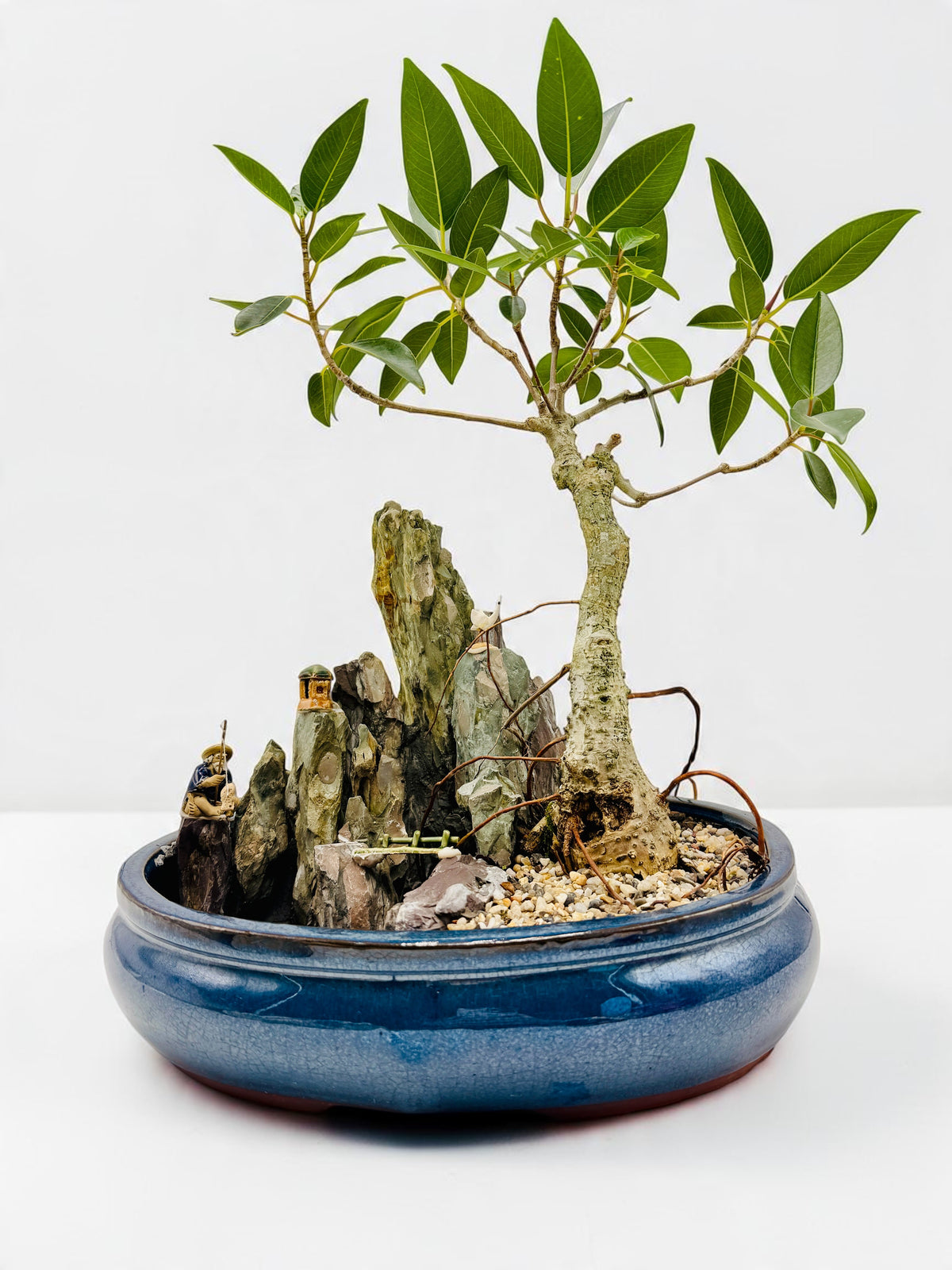 2013 Small Leaf Fig With Rock Feature Bonsai Tree