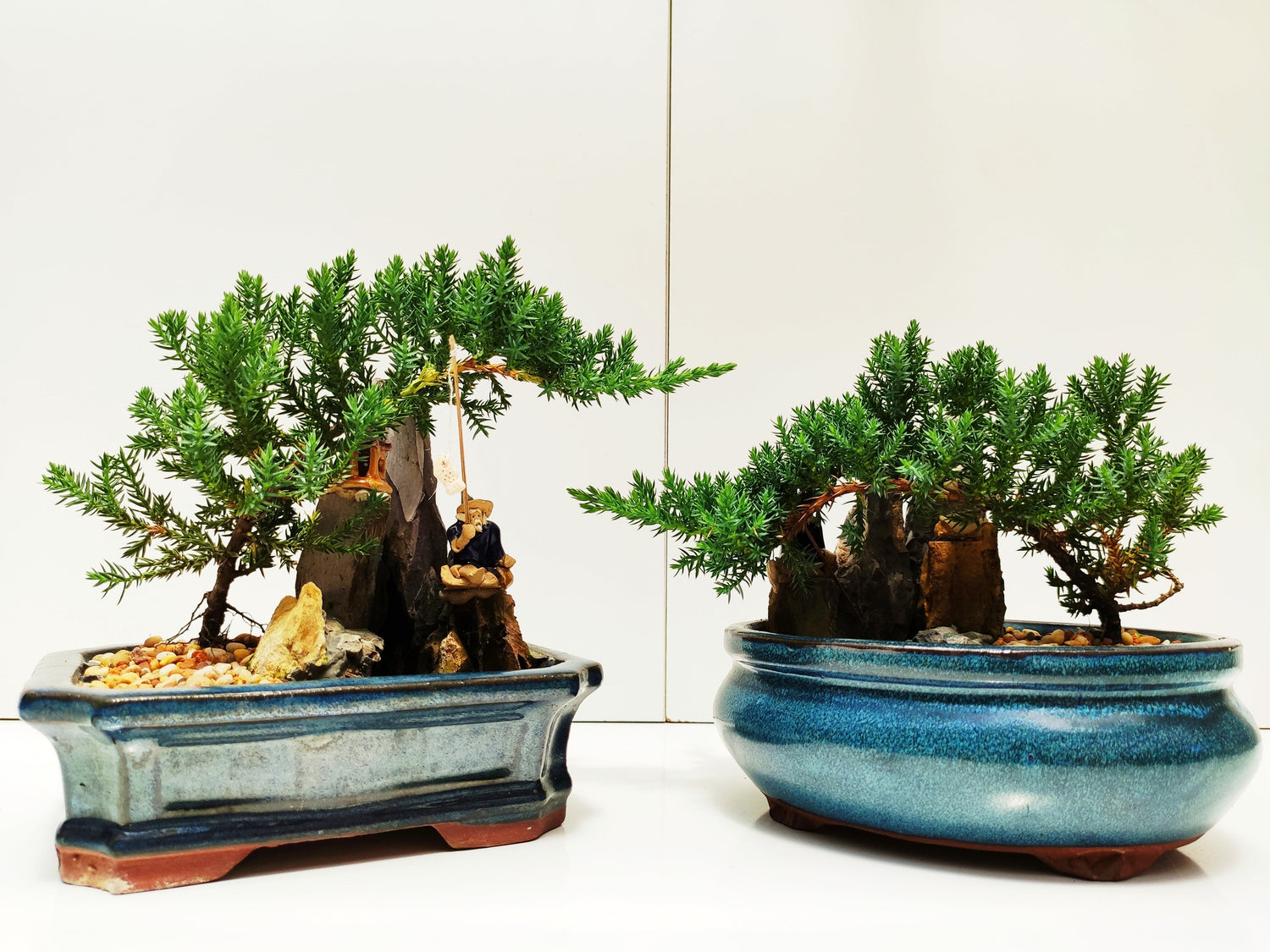 6" Juniper with Rock Feature Bonsai Tree - Bonsai Gifts Nursery