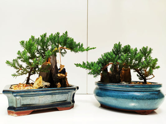 6" Juniper with Rock Feature Bonsai Tree Bonsai Gifts Nursery