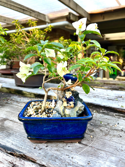 Rock Feature White Bougainvillea 7 Inch - Bonsai Gifts Nursery