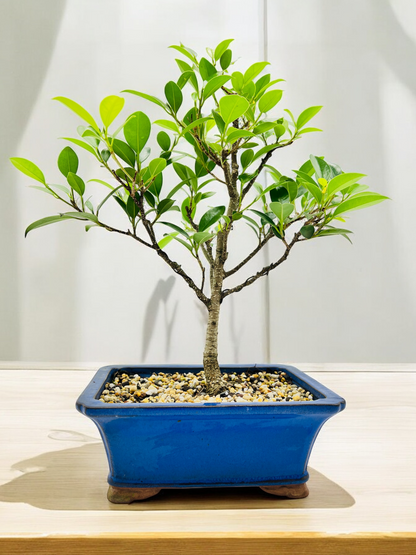 8 Inch Tiger Bark Fig Bonsai Tree