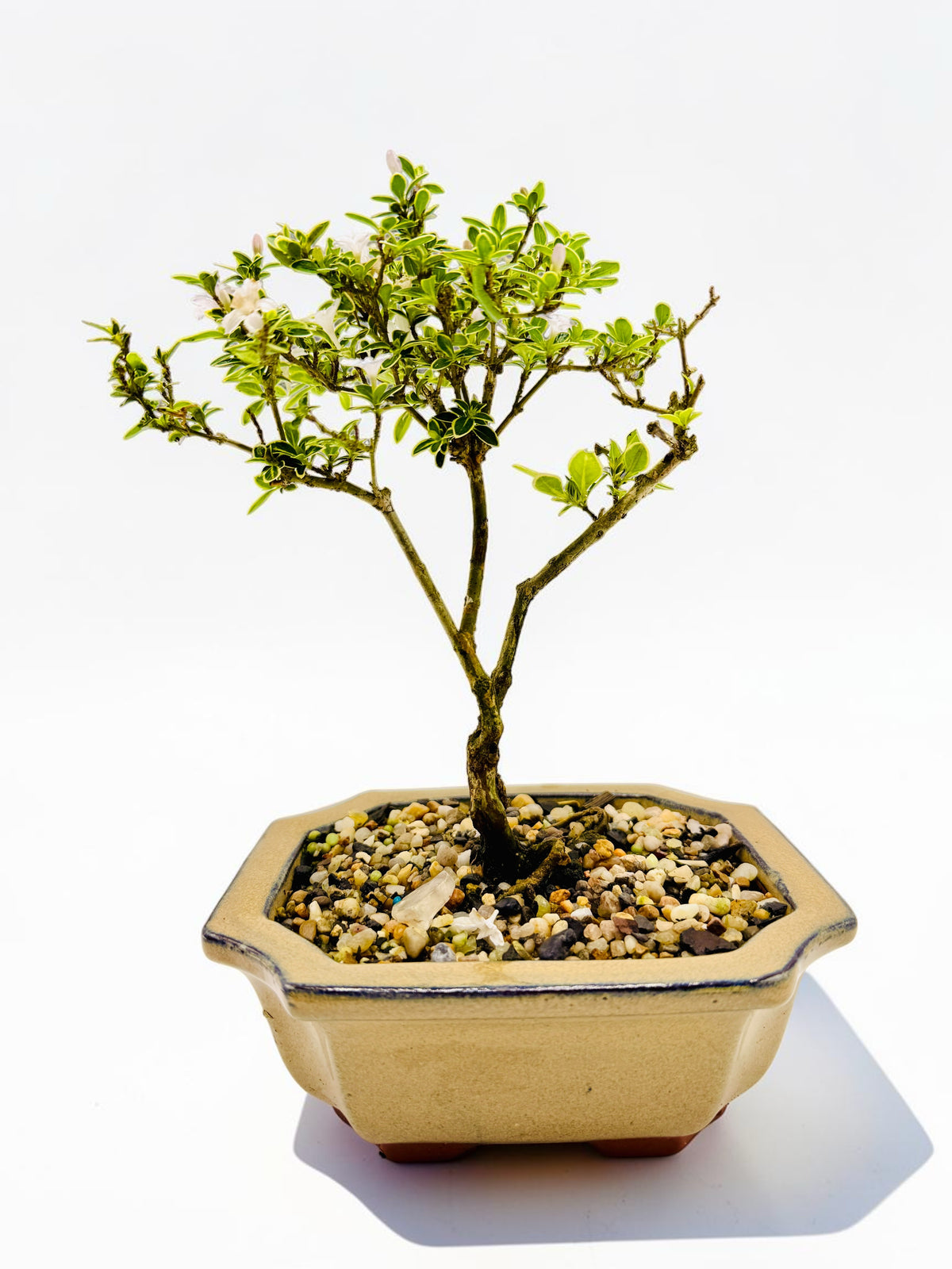 6 Inch Starter Variegated White Flowering Serissa Bonsai Tree