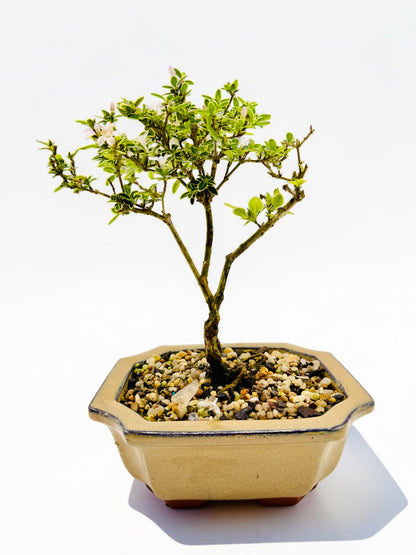 6 Inch Starter Variegated White Flowering Serissa Bonsai Tree
