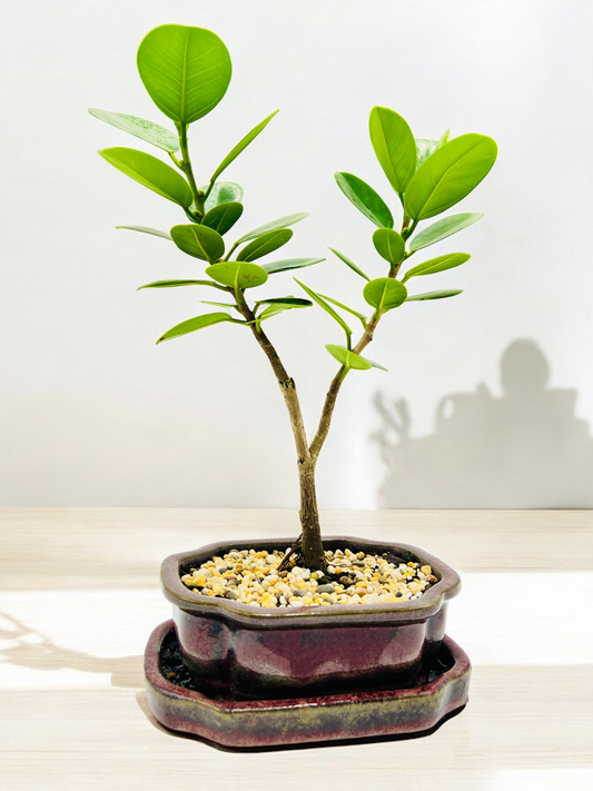 Green Island Fig Bonsai Tree 6 Inch