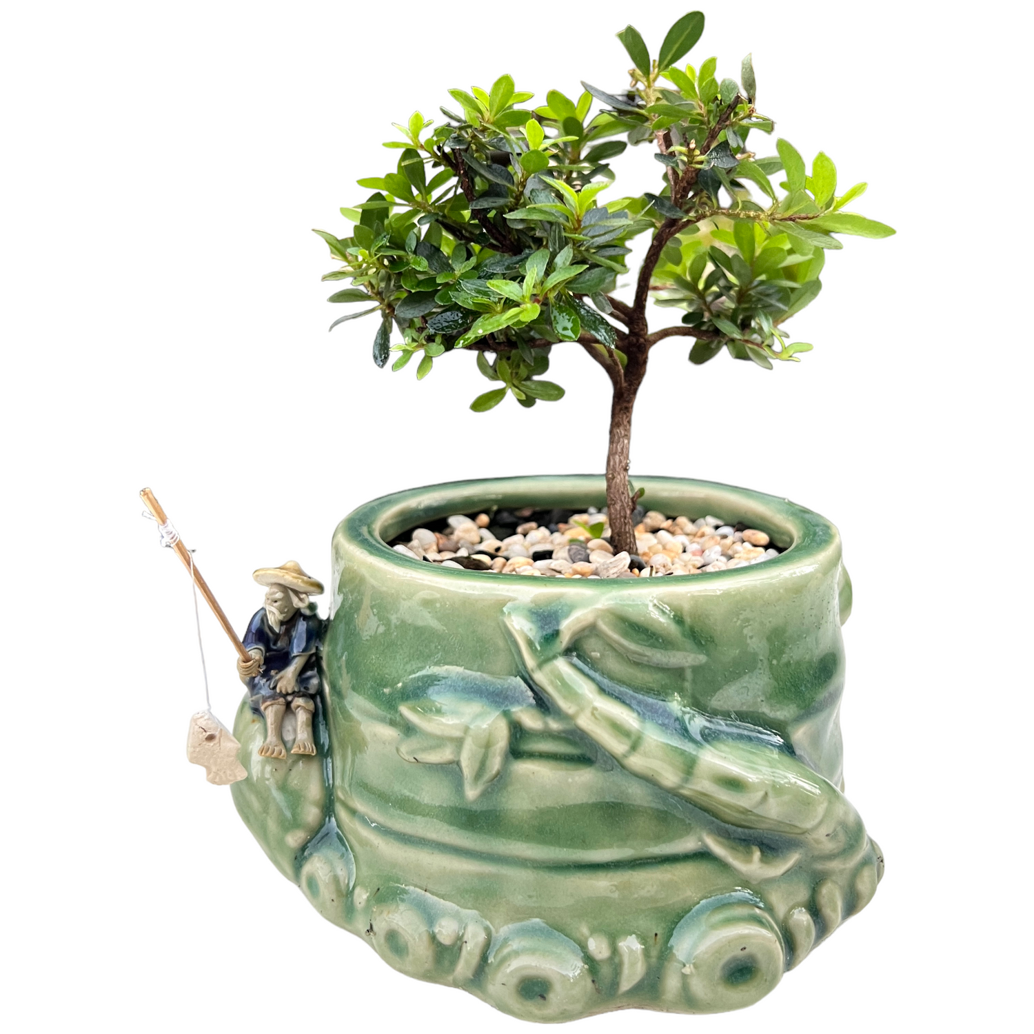 5” Bamboo Pot Saotome Azalea Bonsai Tree - Bonsai Gifts Nursery