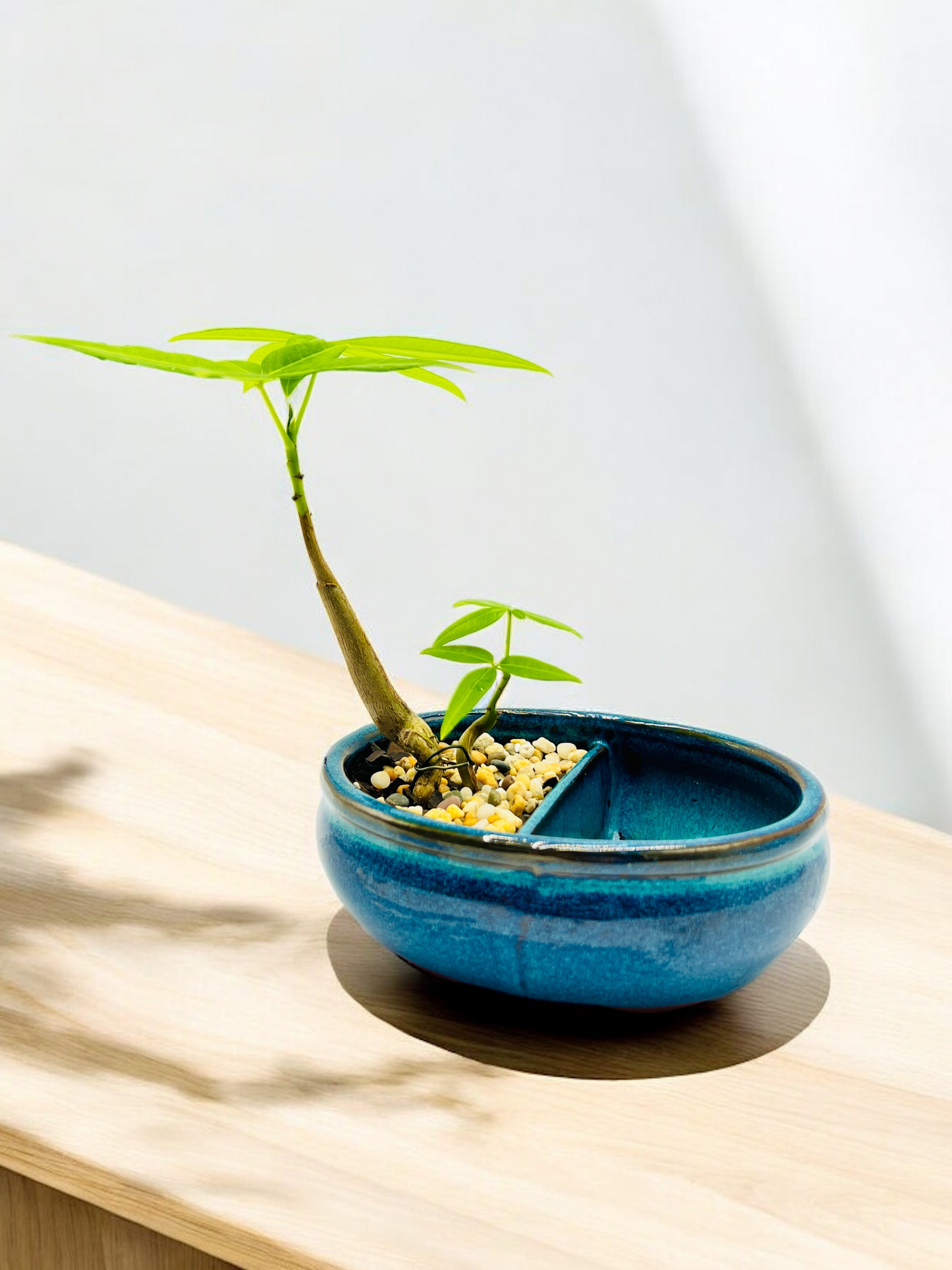 Twin Trunk Indoor Guiana Chestnut “Pachira Aquatica” Bonsai Tree 发财树