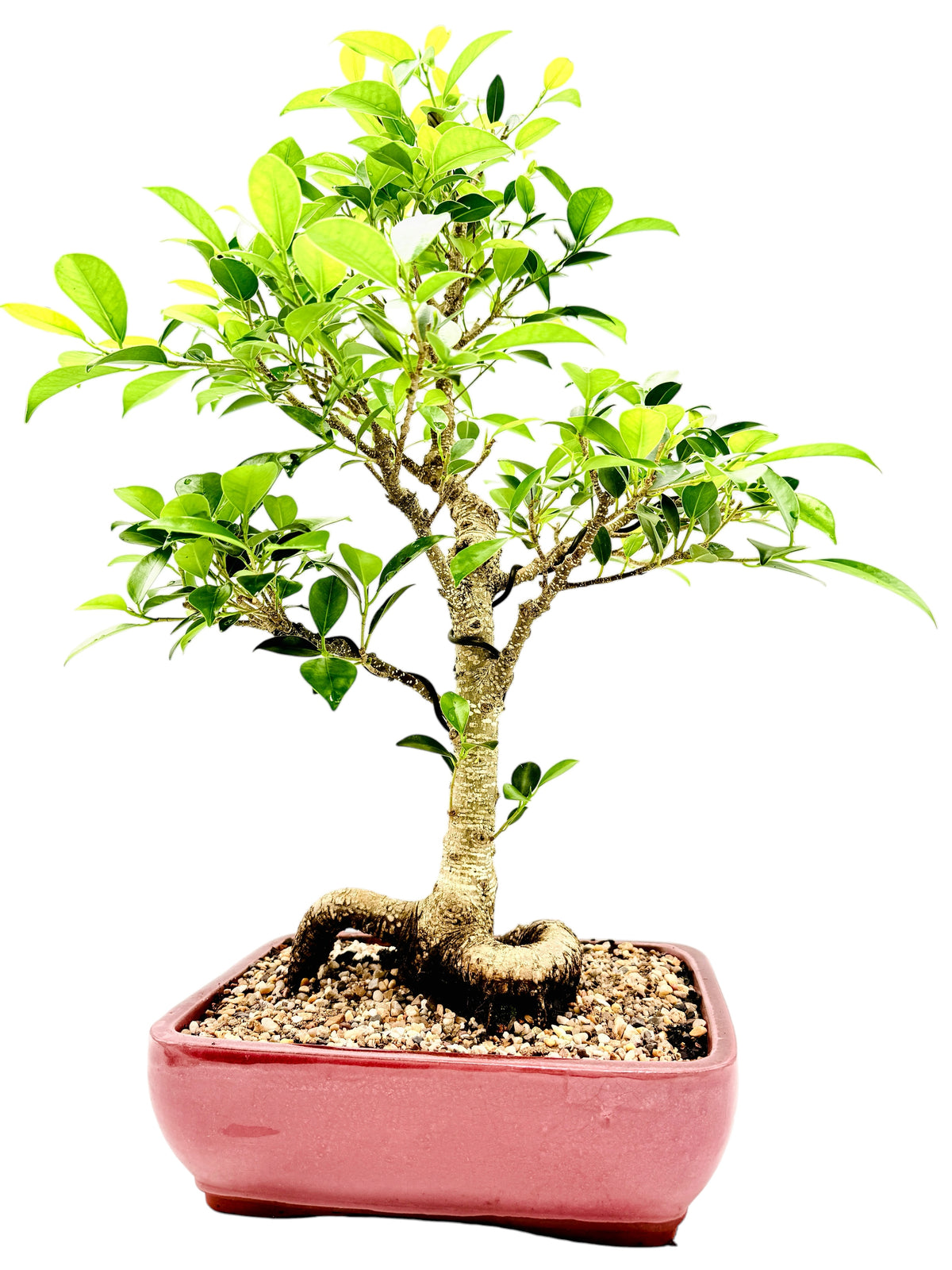 2013 Tiger Bark Fig Bonsai Tree - Red Rectangular Pot