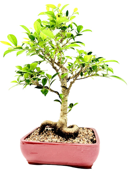2013 Tiger Bark Fig Bonsai Tree - Red Rectangular Pot