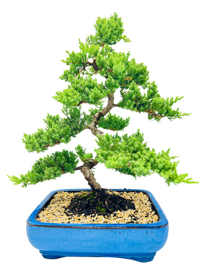 Advanced Twisted Trunk Juniper Squamata Bonsai Tree